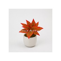 Yapay Kırmızı Croton Calathea 48 Cm - Dekoratif Vazo İçi Islak Dokulu Yaprak Dalı Saksısız
