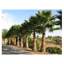 20 Adet Tohum Organik Amerikan Dev Washington Rabusta Palmiye Sahil Palmiyesi Tohum Palmiye Ağaç Toh