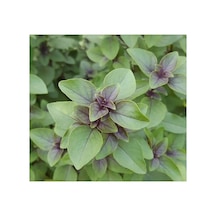 Tarçın Aromalı Fesleğen Tohumu - Özel Seri