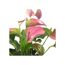 Anthurium Andraeanum 'Pink' (Flamingo Çiçeği) Ø12 CM Y30-35 CM