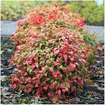 Cennet Bambusu 3 Adet - Nandina Domestica