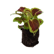 Kartopu Viburnum 1 Adet+pembe Mandevilla 1 Adet+yaprak Güzeli Hediye Bahçe Bitkisi