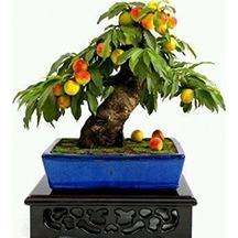 Şeftali Bonzai Ağacı Tohumu 1 Tohum + Bonsai Tohumu
