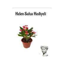 Kadınlar Gününe Özel Kırmızı Renk Milii Dikenler Tacı Çiçeği Helen Saksı Hediyeli