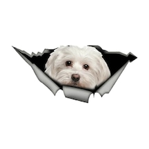 Sevimli Maltese Cinsi Köpek Araba Sticker Yapıştırması Model6