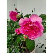 Videolu Yediveren Kokulu Katmerli Pembe Gül Fidanı 1adet Saksılı/tüplü 30-55 Cm Pink Rose