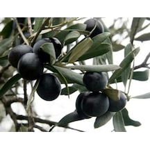 Tüplü Gemlik Trilye Zeytin Fidanı 50-80 Cm