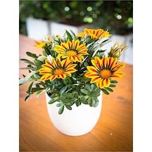 Sarı-turuncu Renk Gazanya Çiçeği 1 Adet Saksılı/tüplü 15-25cm Çiçekli Balon Bitkisi