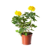 Yediveren Sarı Renkli Landora Gül 25 50 Cm 1 Adet Saksılı Aşılı Gül Yellow Rose