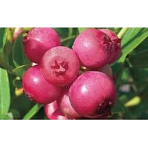 5 Adet Tohum Cranberry Tohumu Yaban Mersini Tohumu Turna Yemişi Tohumu Sürpriz Hediye Tohum