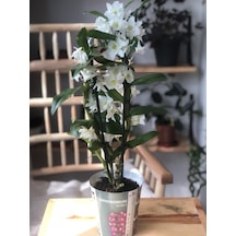 Dendrobium Orkide Exclusive - Beyaz 2932