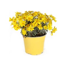 Videolu Sarı Çalı Papatyası 1 Adet Saksılı/ Tüplü 20-45 Cm Dış Mekan Bitkisi Euryops Pectinatus