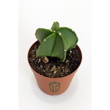 Astrophytum Myriostigma Özel Tür Kaktüs 5.5 CM