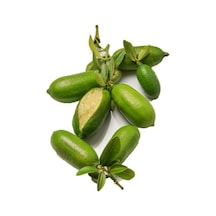 Nadir Ithal Parmak Limon Tohumu Ekim Seti 3 Tohum Saksı Toprak Kombin