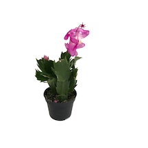Schlumbergera 'Purple' (Yılbaşı Çiçeği) Ø5,5 CM Y10-15 CM