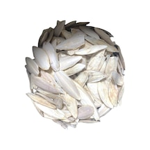 Kalamar Kemiği 500 Gr Kırık Irili Ufaklı