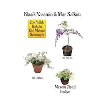 Mis Kokulu Klasik Yasemin Çiçeği+mor Salkım Ağacı Fidanı Mezem Çiçeği Peyzaj Seti