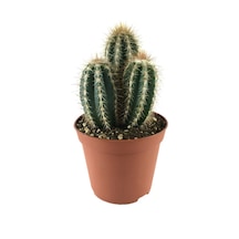 Pilosocereus Azureus (Kaktüs) Ø10,5 CM Y15-20 CM