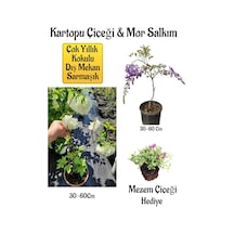 Kokulu Kartopu Çiçeği+mor Salkım Ağacı Fidanı Mezem Çiçeği Peyzaj Seti