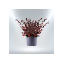 Kırmızı Berberis 3 Adet - Renkli Çit Bitkisi