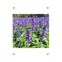 Leylak Ateş Çiçeği Salvia - 30 Tohum