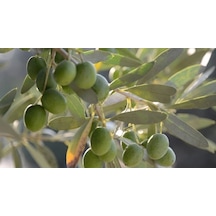 Tüplü 3 Yaş Gemlik Zeytin Fidanı