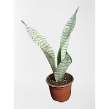 Çok Avantajlı Mini Paşa Kılıcı Sansevieria 30-40cm Diğer