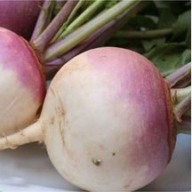 200 Adet Tohum Organik Bahçe Şalgam Turpu Tohumu Şalgam Turp Tohumu Yeni Hediyeli Tohum