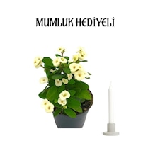 Avantajlı Beyaz Milli Dikenler Tacı Çiçeği Sevgililer Gününe Özel Mumluk Bitki