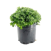 Pembe Krizanthem Çiçeği Fidanı 10-20 Cm Pink Dwarf Chrysanthe