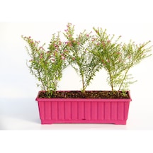 Cennet Çiçeği 3 Adet - Pembe Balkon Saksısında