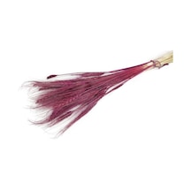 Kuru Çiçek Doğal Bordo Başak 35Gram Şoklanmış Bozulmaz