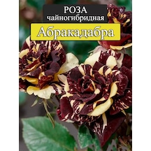 "abracadabra" Gül Fidanı