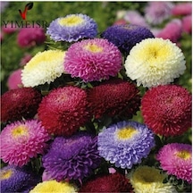 Pompon Hinomaru Aster Çiçeği Tohumu 50 Tohum