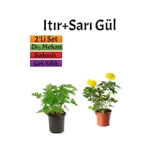 Yoğun Kokulu Itır Çiçeği+ Sarı Gül Fidanı Saksılı 15-25 Cm Dış Mekan Bitkileri