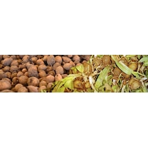 Salep Tohumu 25 Adet