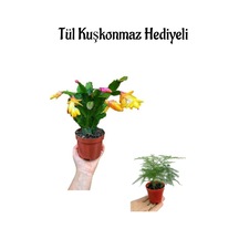 Hediyelik Sarı Renk Yılbaşı Çiçeği Anneler Gününe Özel Tül Kuşkonmaz