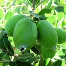 4 Yaş Feijoa Fidanı Kaymak Ağacı-acca Sellowiana