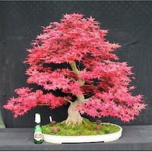Pembe Akçaağaç Bonsai Tohumu 3 Adet