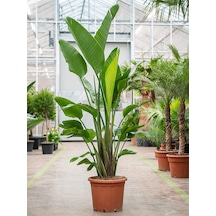 Starliçe (Cennet Kuşu Çiçeği) Strelitzia Nicolai 100 cm 2 Adet