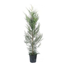 Leylandi Fidesi Cupressocyparis Leylandii
