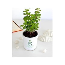 Yeşim Para Çiçeği 1 Adet Dekoratif Canlı Bitki 10-15cm Crassula Diğer