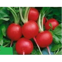 Turp Ufak Tohumu - Aksel 10 Gr