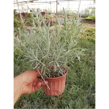 Haşare Kovucu Lavanta Fidanı 10-20 Cm