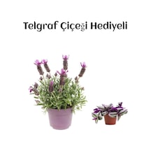 Çok Avantajlı Mis Kokulu Mor Lavanta Fidanı Sevgililer Gününe Özel Telgraf Hediyeli