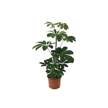 Schefflera Arboricola Şeflera Çiçeği Ø12 Cm H30-35 Cm