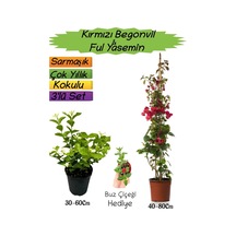 Kırmızı Renk Begonvil+kokulu Ful Yasemin+buz Çiçeği 3'lü Peyzaj Seti