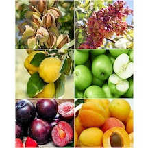 6 Çeşit Meyve Fidan Badem , Fıstık , Ayva , Elma , K.Erik ,Kayısı