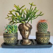 Kaktüs & Sedum & Rhipsalis 3'lü Sukulent Seti | Helen Gold Serisi