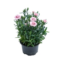 Küstüm Çiçeği 1 Adet 8/10cm +pembe Karanfil Çiçeği 10-15cm+mor Mine Çiçeği 10-15cm
